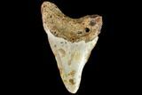 Bargain, Fossil Megalodon Tooth - North Carolina #109838-2